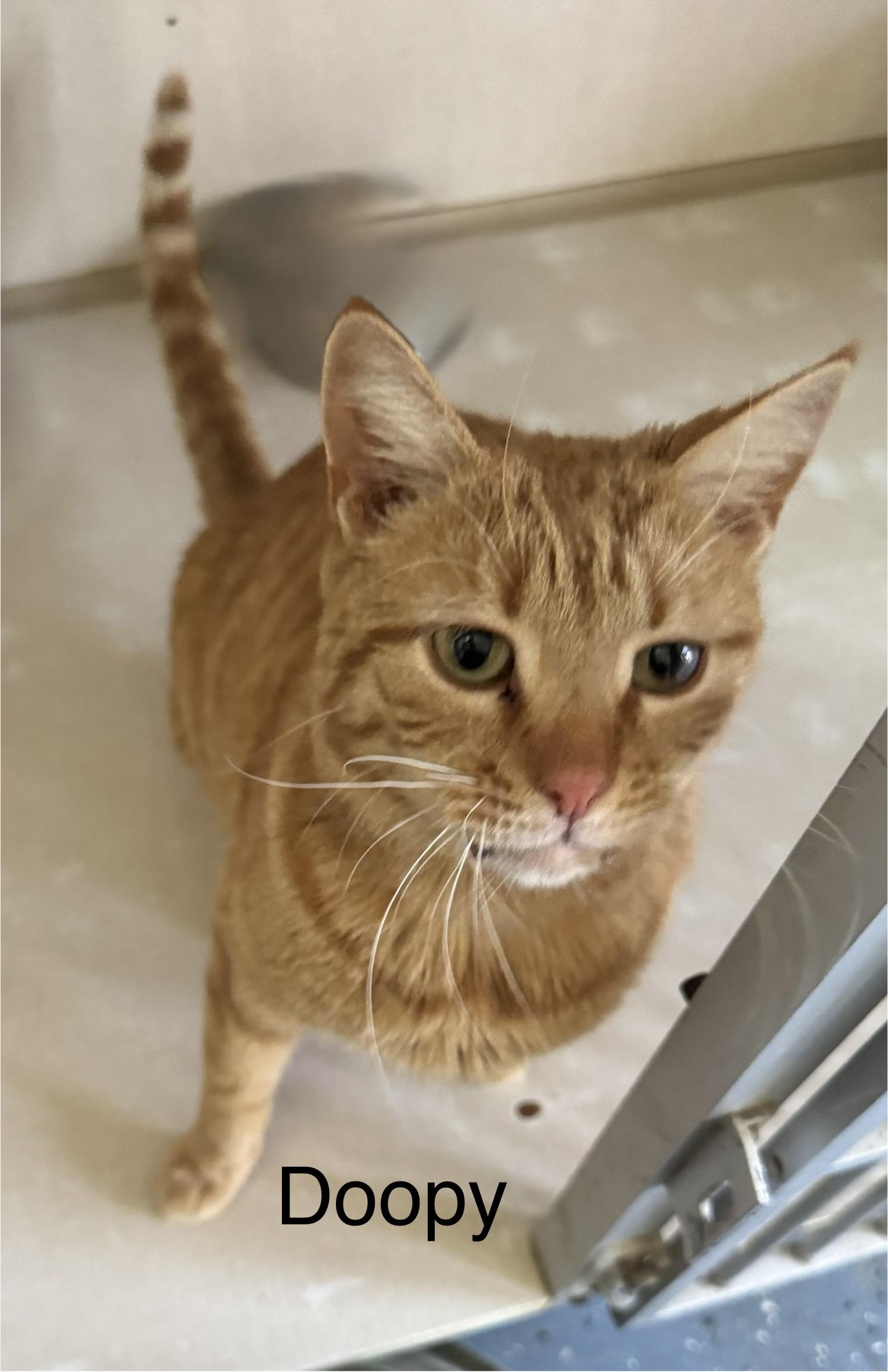 Doopy, ADOPTABLE, Adult Male Domestic Short Hair.