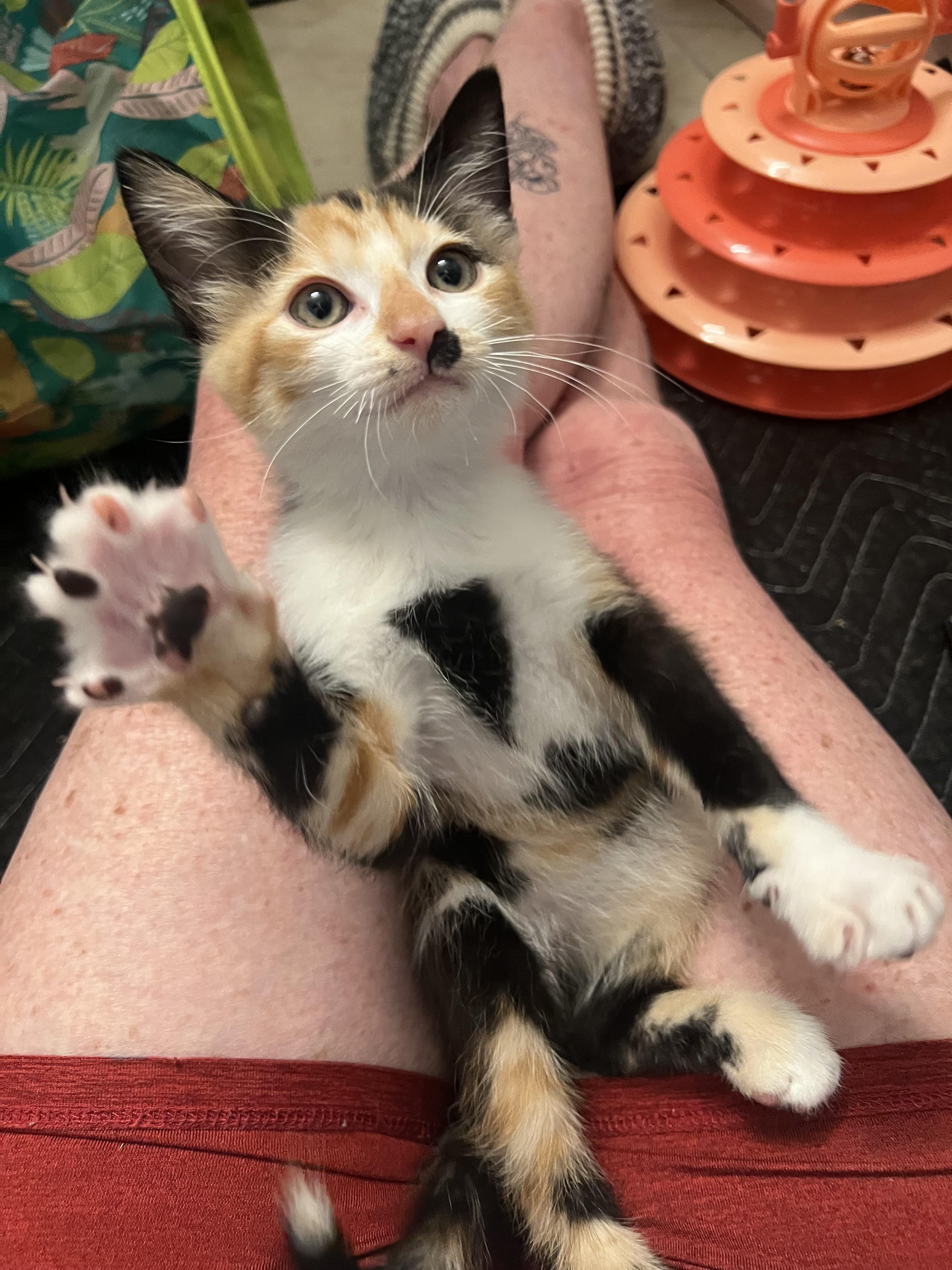 Medley, an adopted Calico in Johnson City, TN image 4/4
