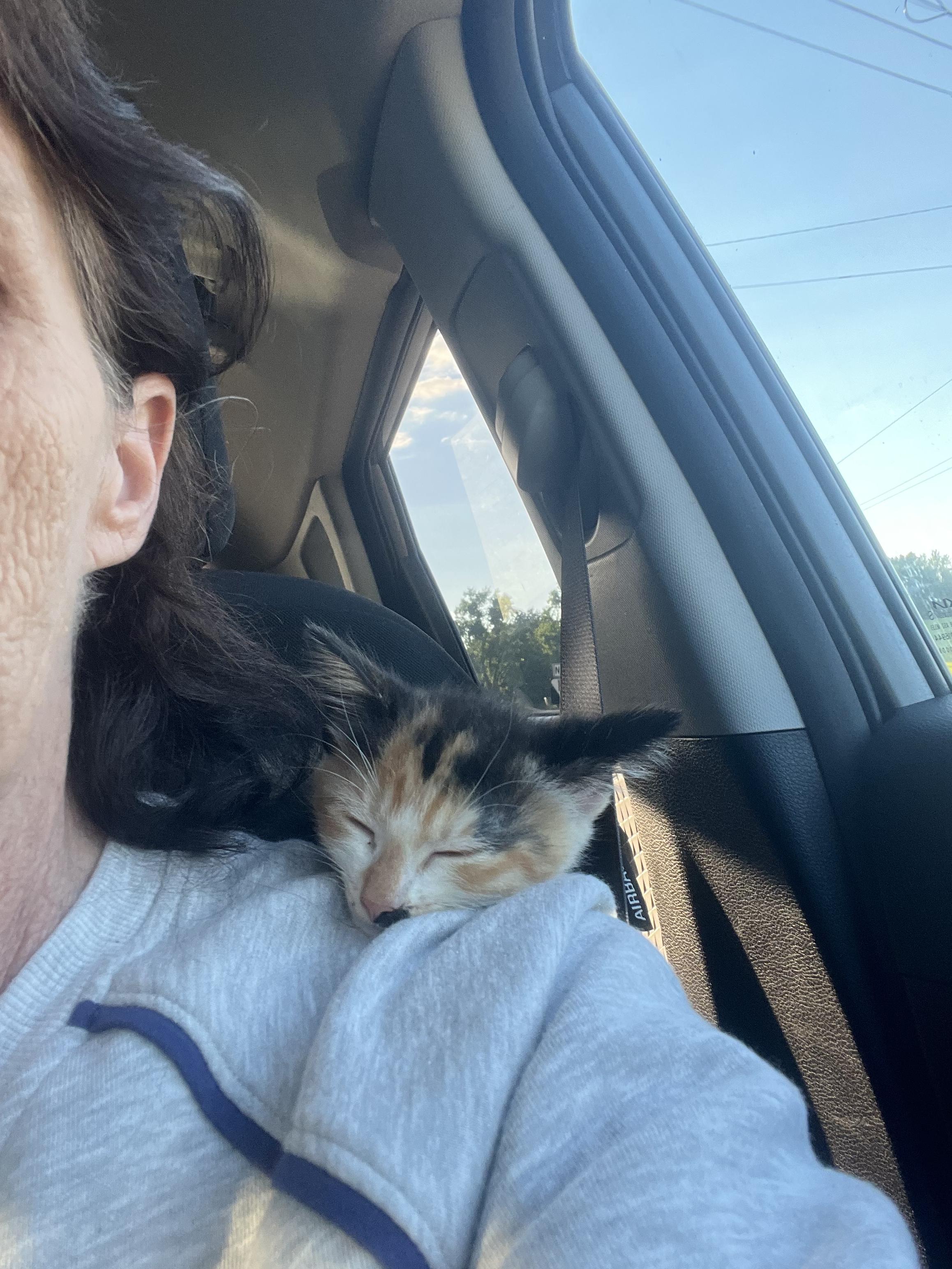 Medley, an adopted Calico in Johnson City, TN image 3/4