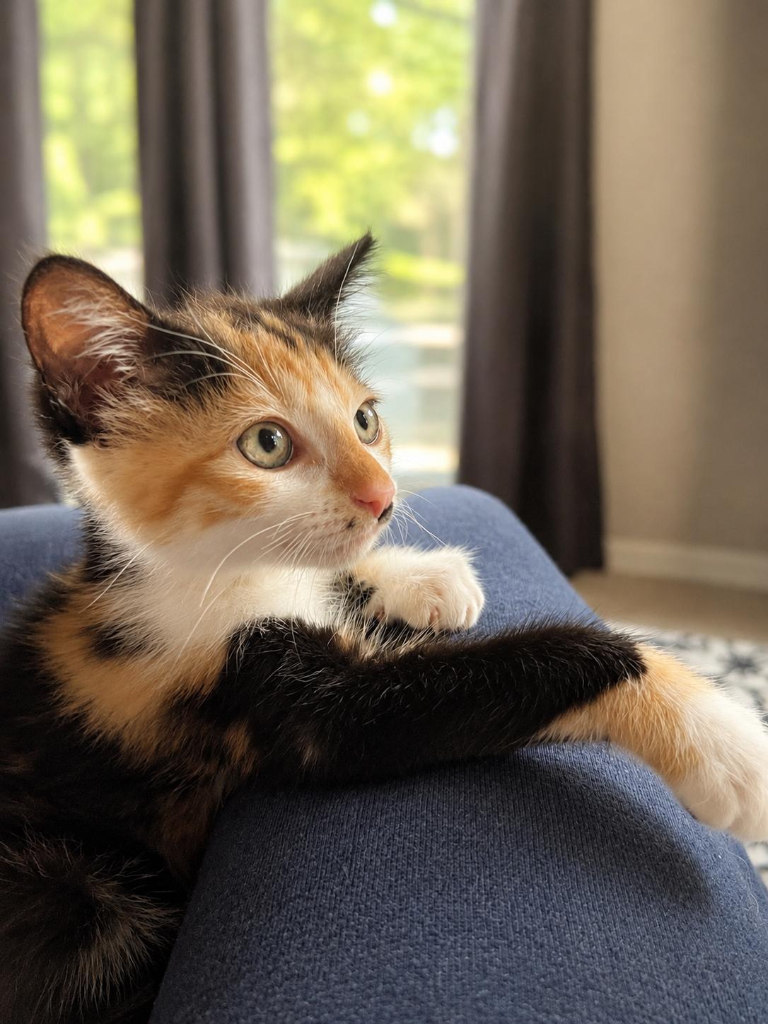 Medley, adopted, Kitten Female Calico.