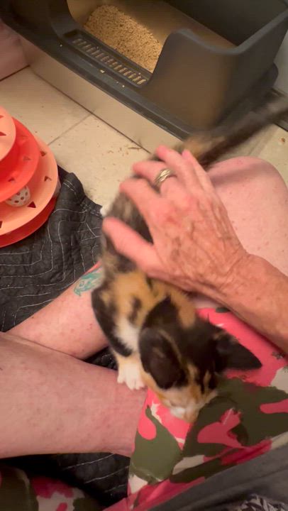 Enlarge Medley, an adopted Calico in Johnson City, TN video 2/4