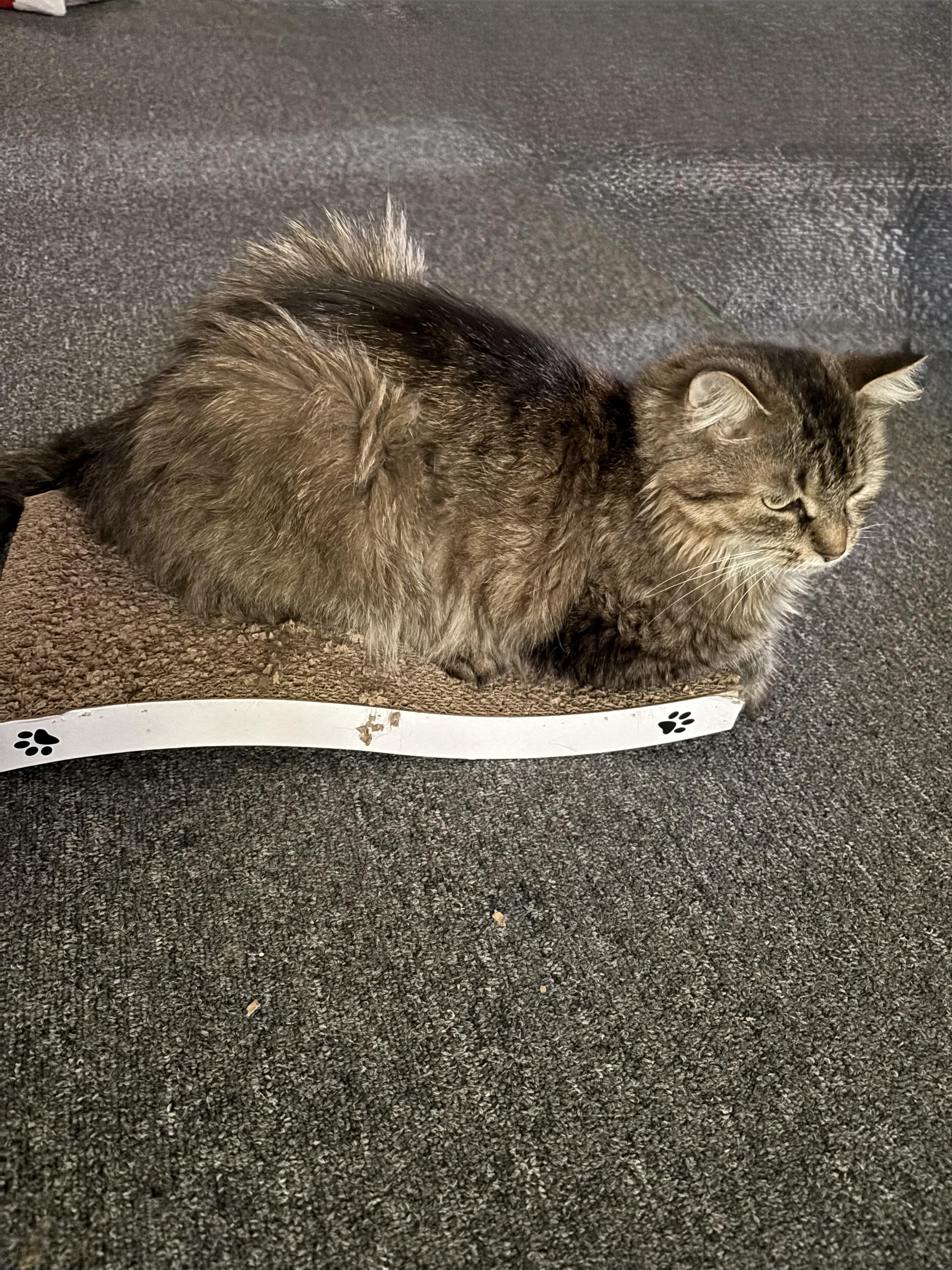 Clover 2, a Adoptable Domestic Medium Hair in Albany, NY image 2/5