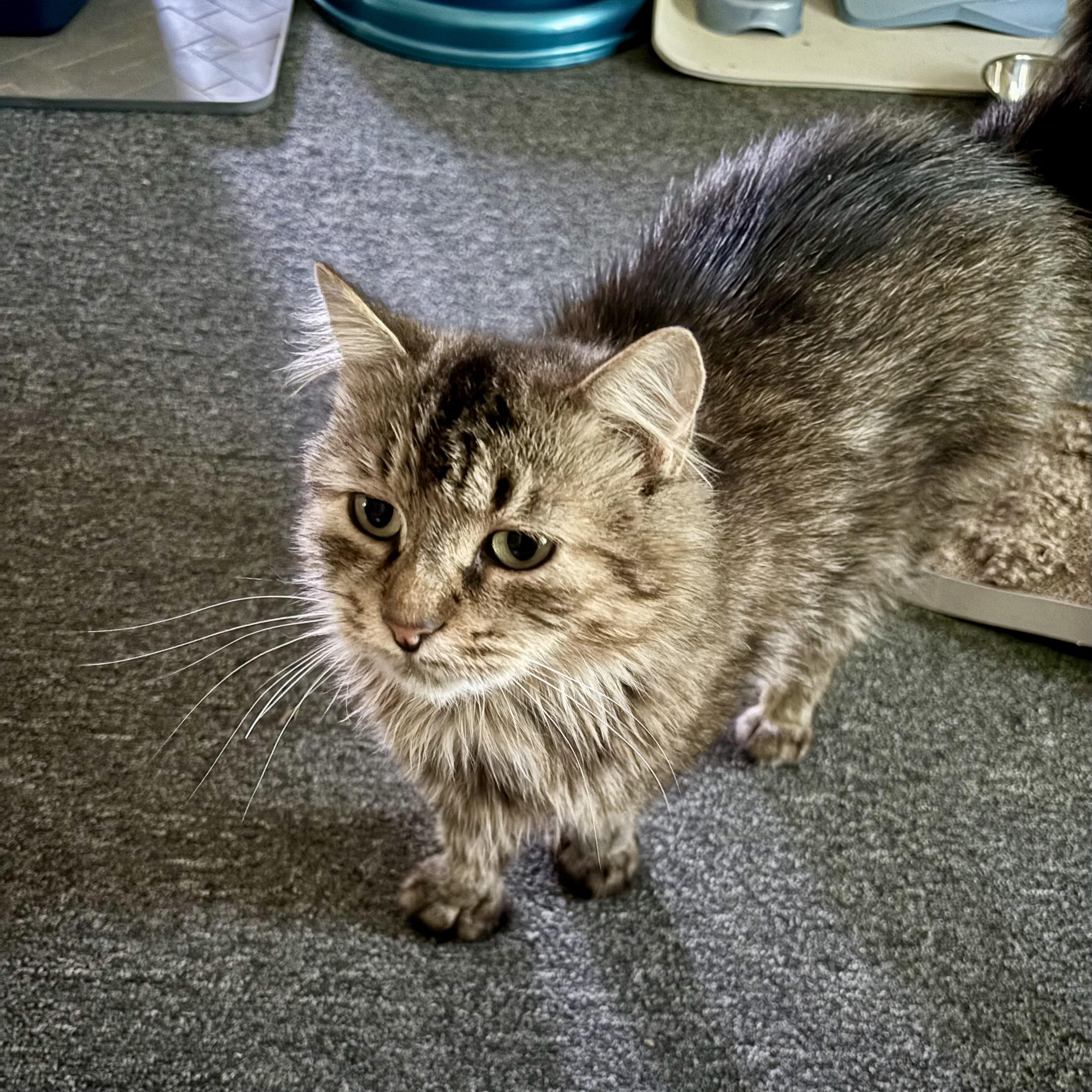 Clover 2, a Adoptable Domestic Medium Hair in Albany, NY image 1/5