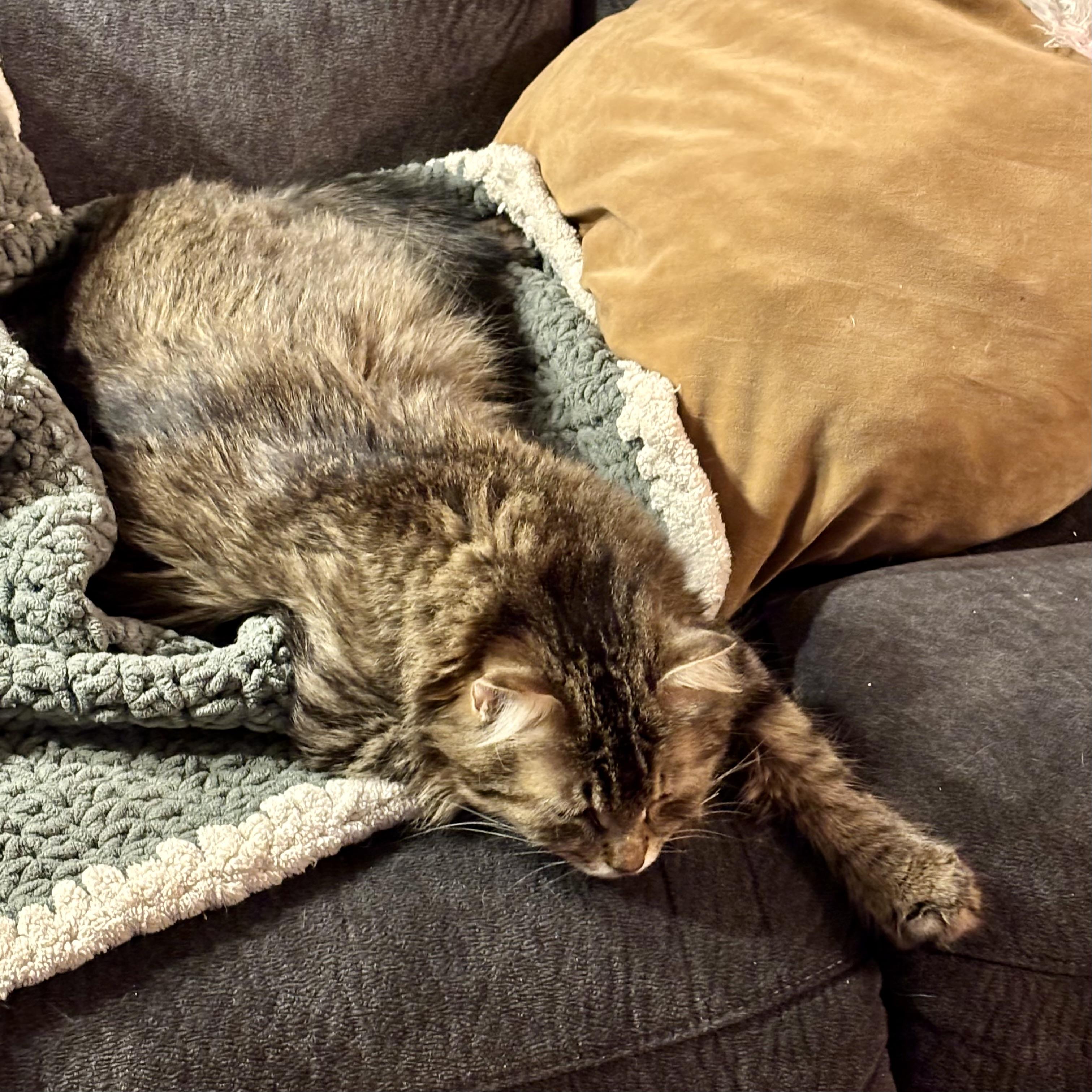 Clover 2, a Adoptable Domestic Medium Hair in Albany, NY image 4/5