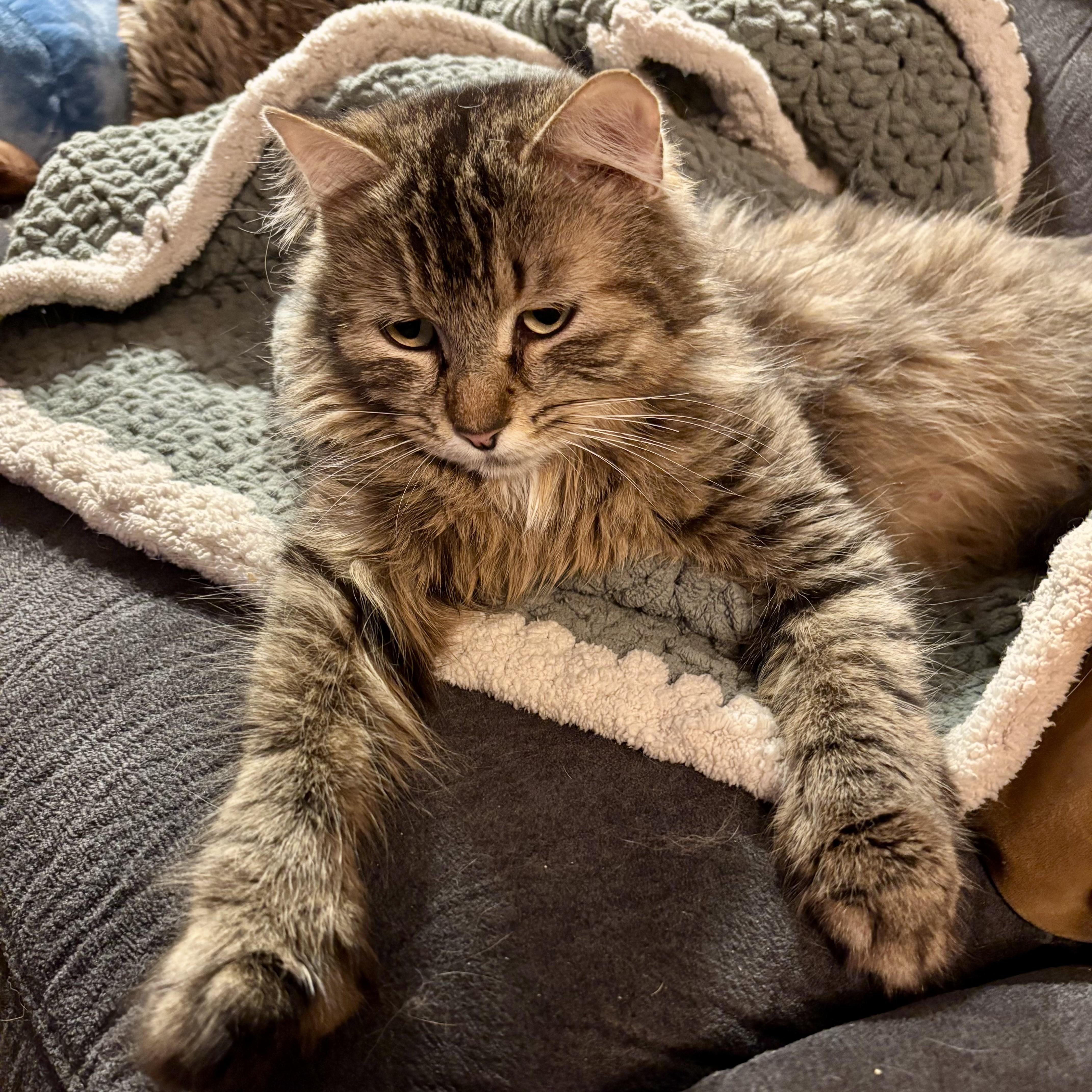 Clover 2, a Adoptable Domestic Medium Hair in Albany, NY image 3/5