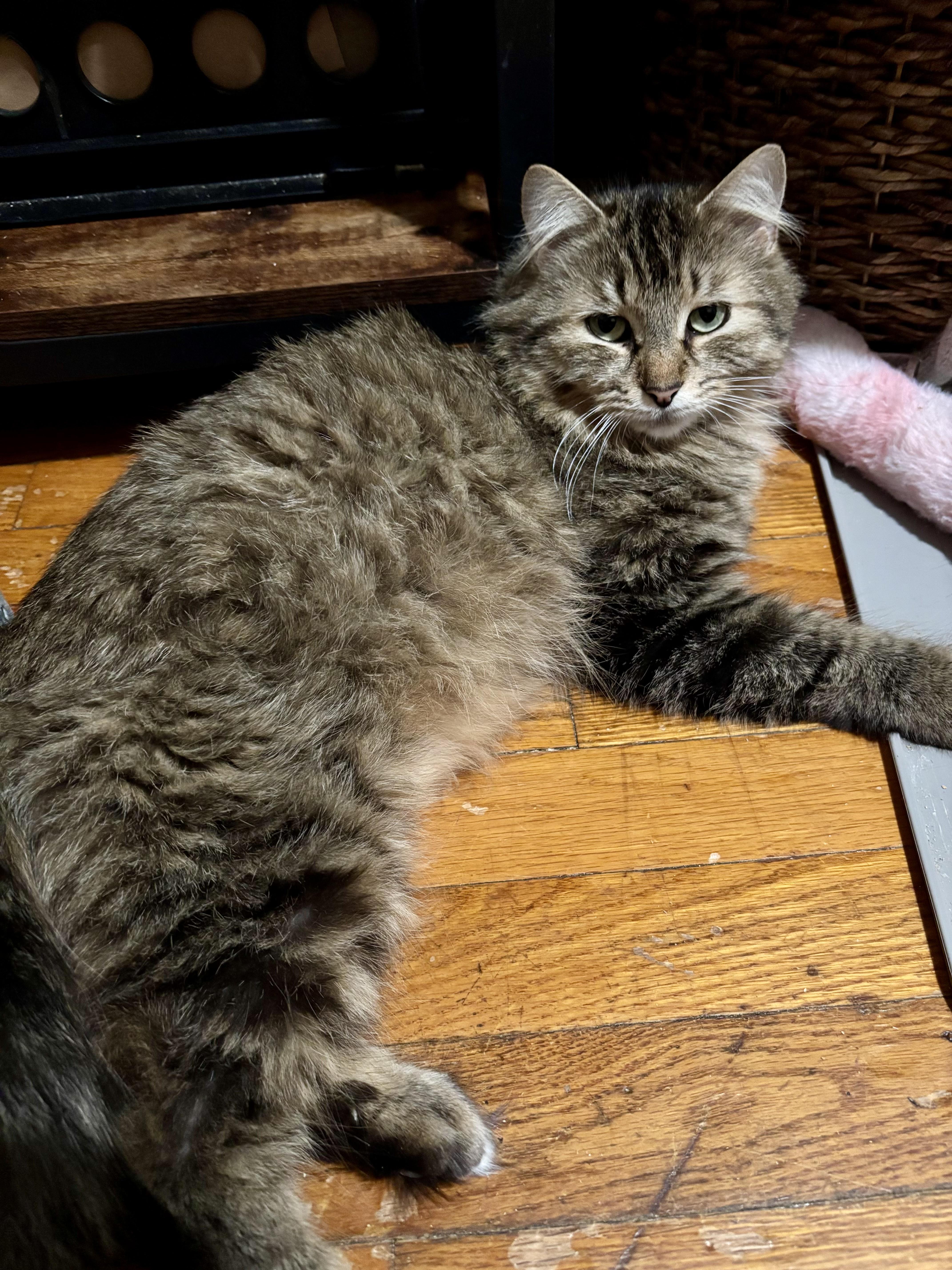 Clover 2, a Adoptable Domestic Medium Hair in Albany, NY image 5/5