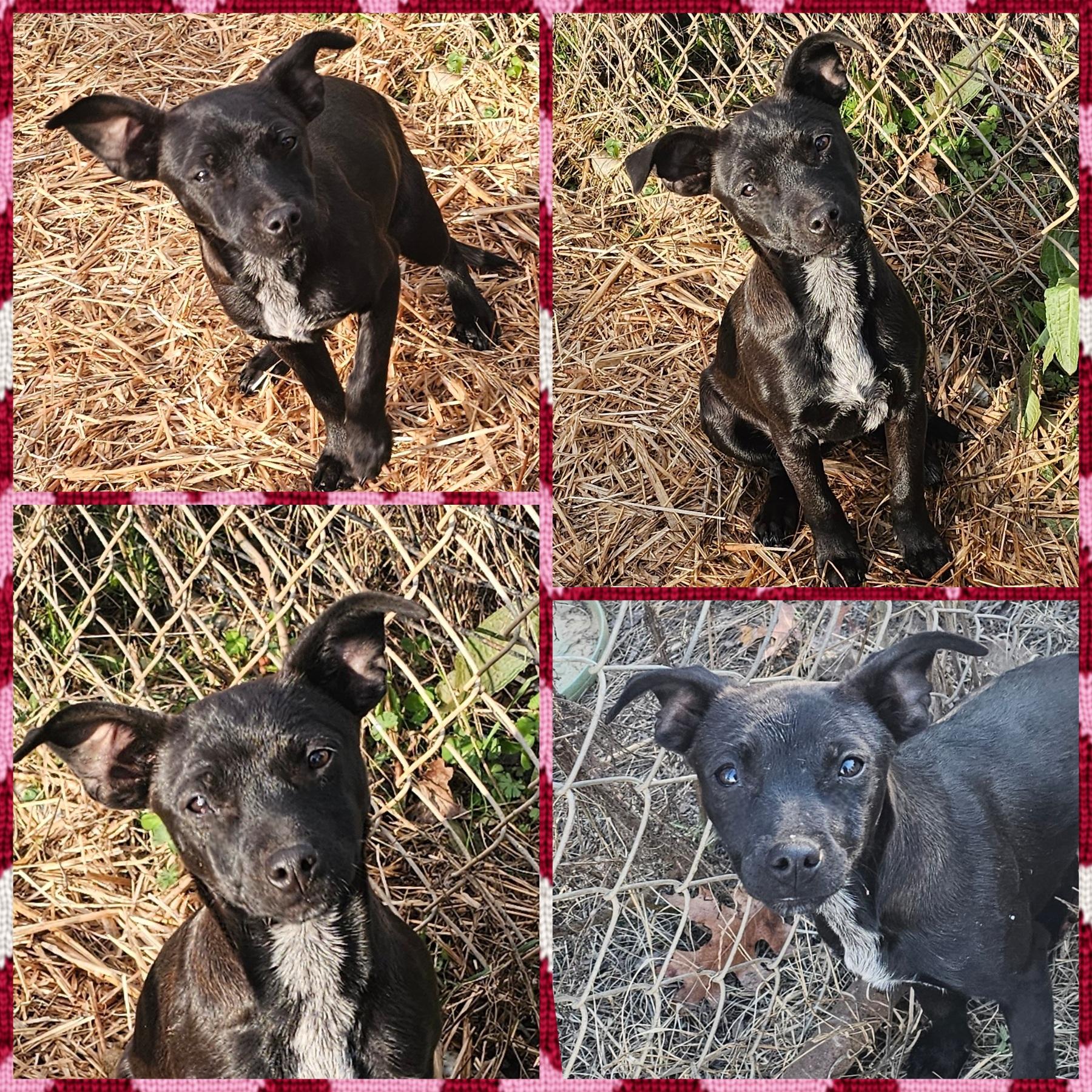 Enlarge Destiny , a Adoptable mixed breed in Blacksburg, SC image 1/1