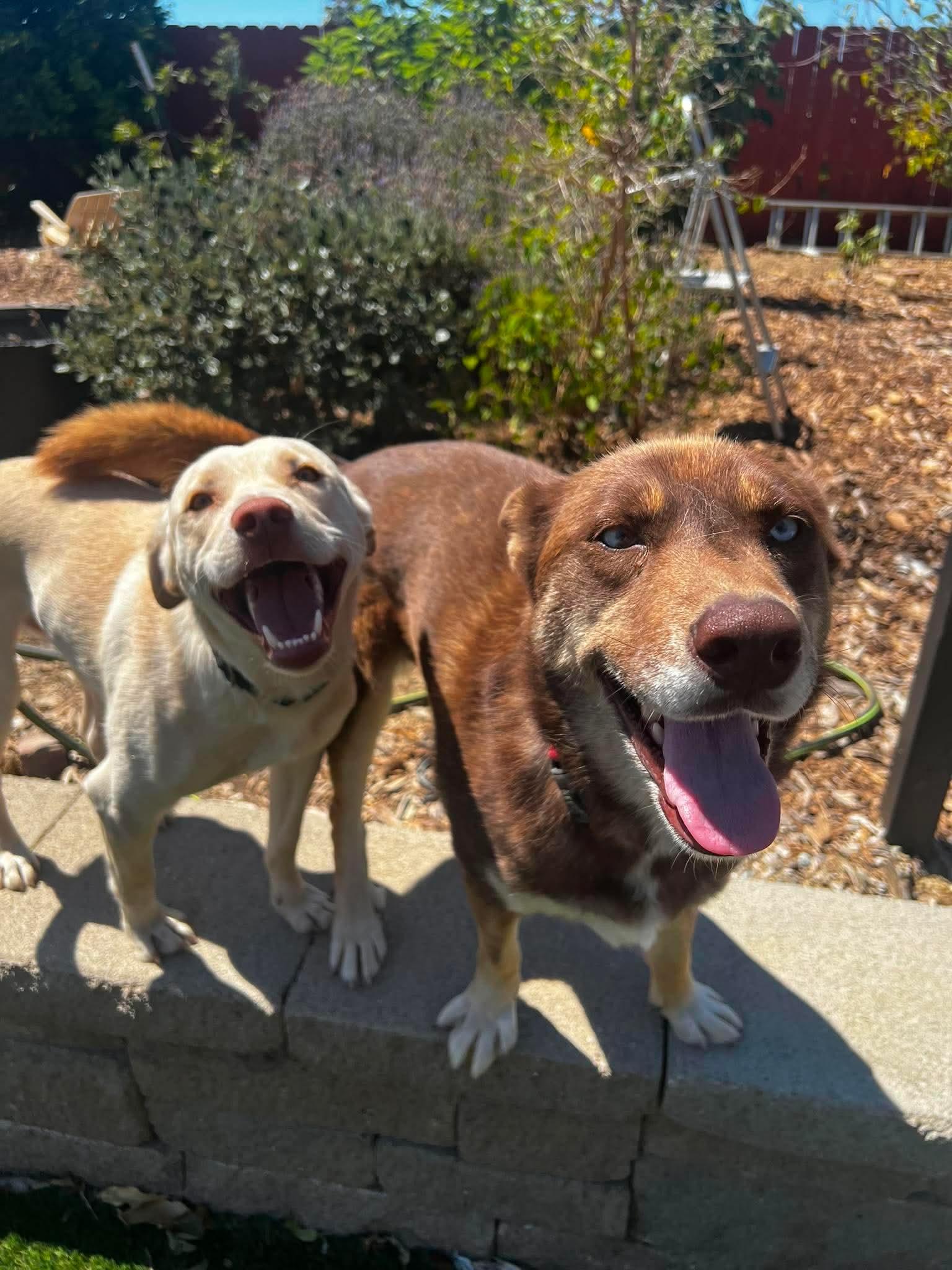 Shayla, an adopted mixed breed in benicia, CA image 4/6