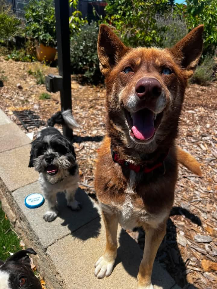 Shayla, adopted, Adult Female Shepherd & Husky.
