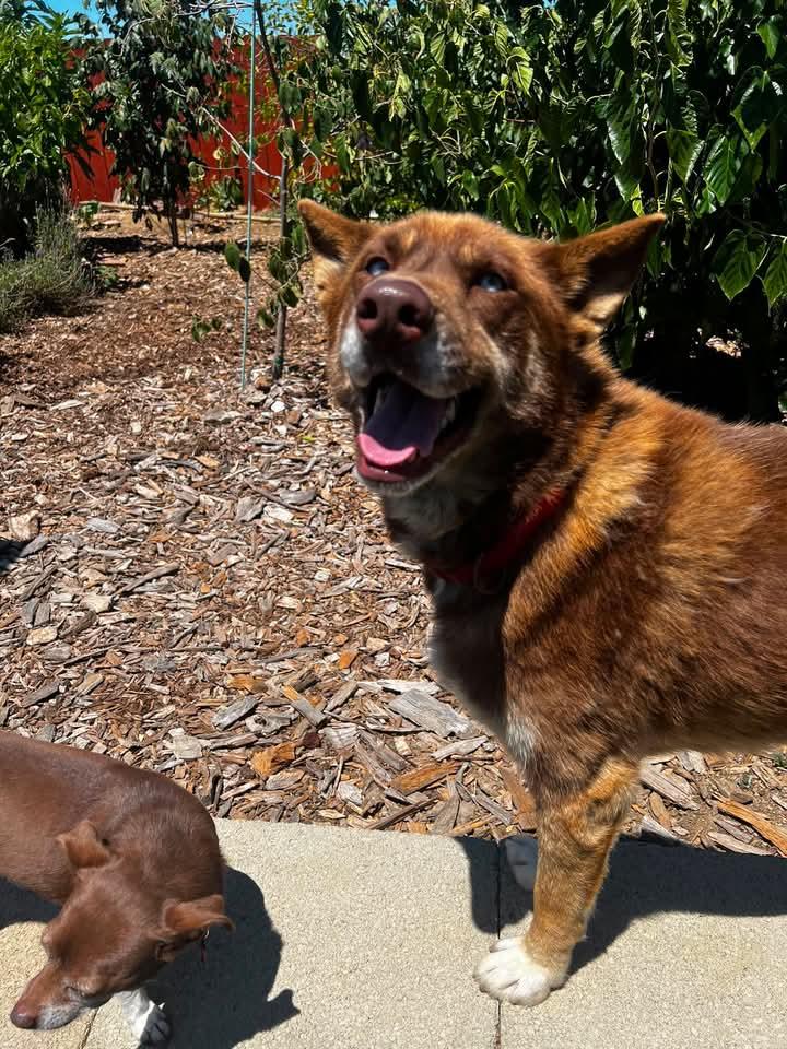 Shayla, an adopted mixed breed in benicia, CA image 5/6