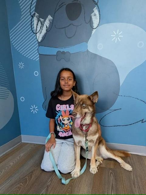 Shayla, an adopted mixed breed in benicia, CA image 2/6