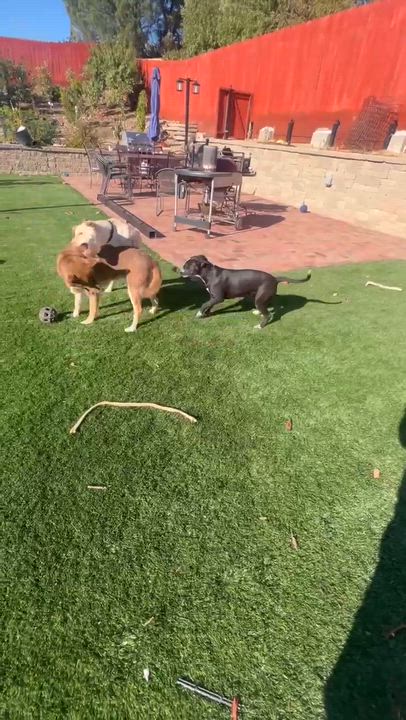Enlarge Shayla, an adopted mixed breed in benicia, CA video 3/6