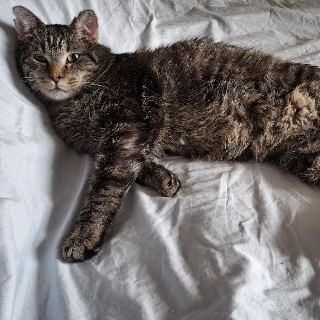 Decker (diabetic), a Adoptable Domestic Short Hair in St. Paul, MN image 1/5