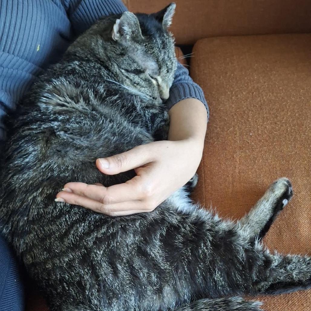 Decker (diabetic), a Adoptable Domestic Short Hair in St. Paul, MN image 2/5