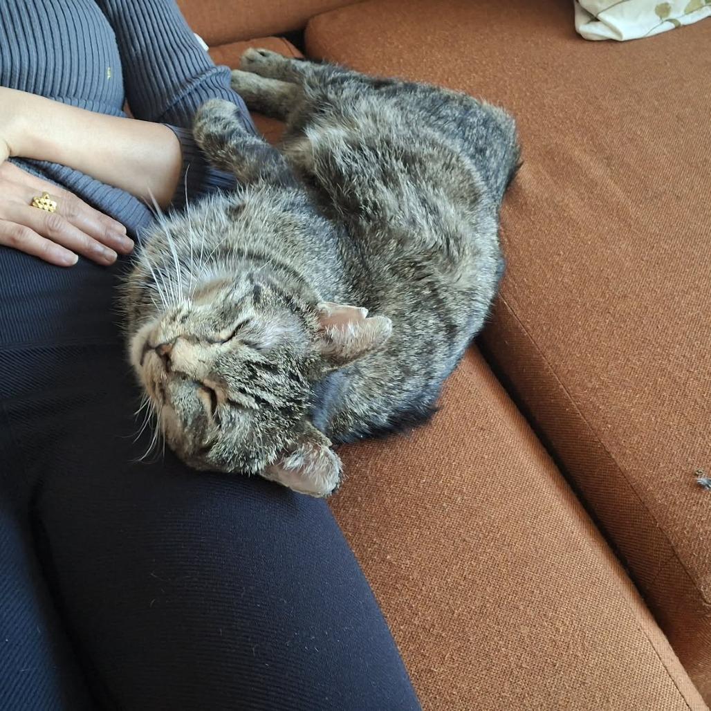 Decker (diabetic), a Adoptable Domestic Short Hair in St. Paul, MN image 3/5