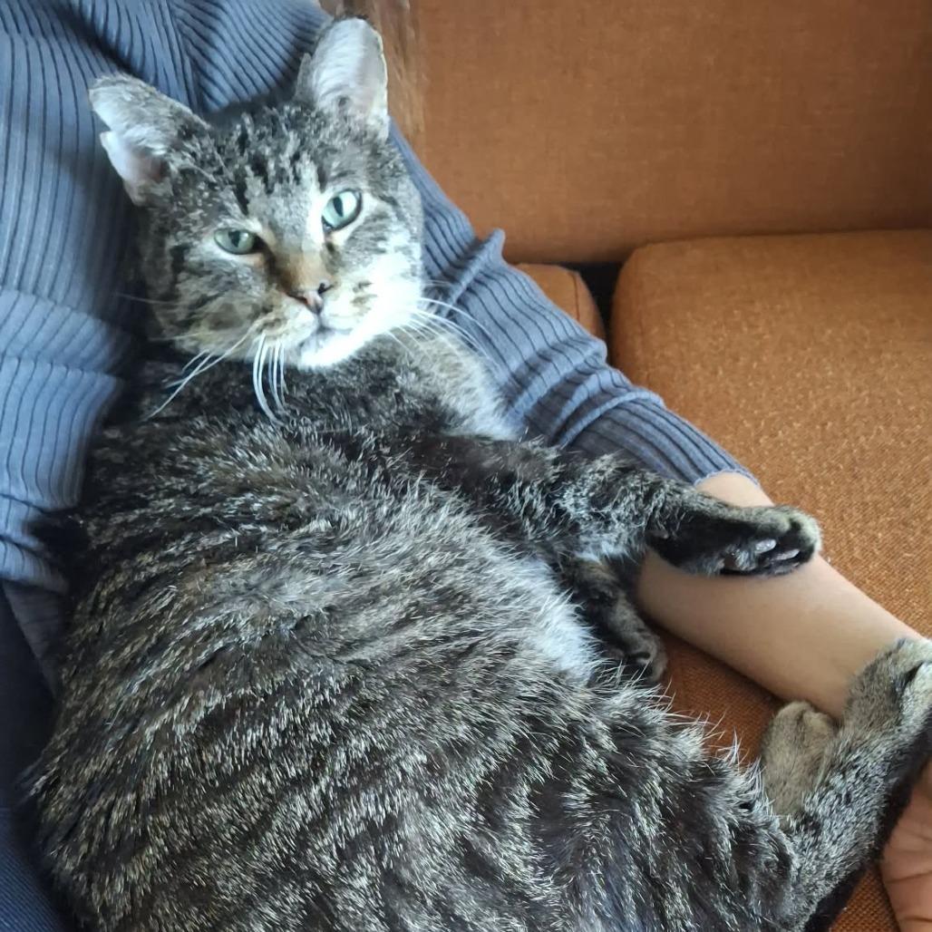 Decker (diabetic), a Adoptable Domestic Short Hair in St. Paul, MN image 5/5