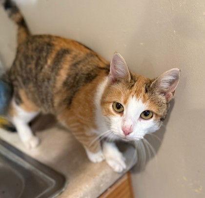 Mousetrap, Adoptable, Adult Female Domestic Short Hair.