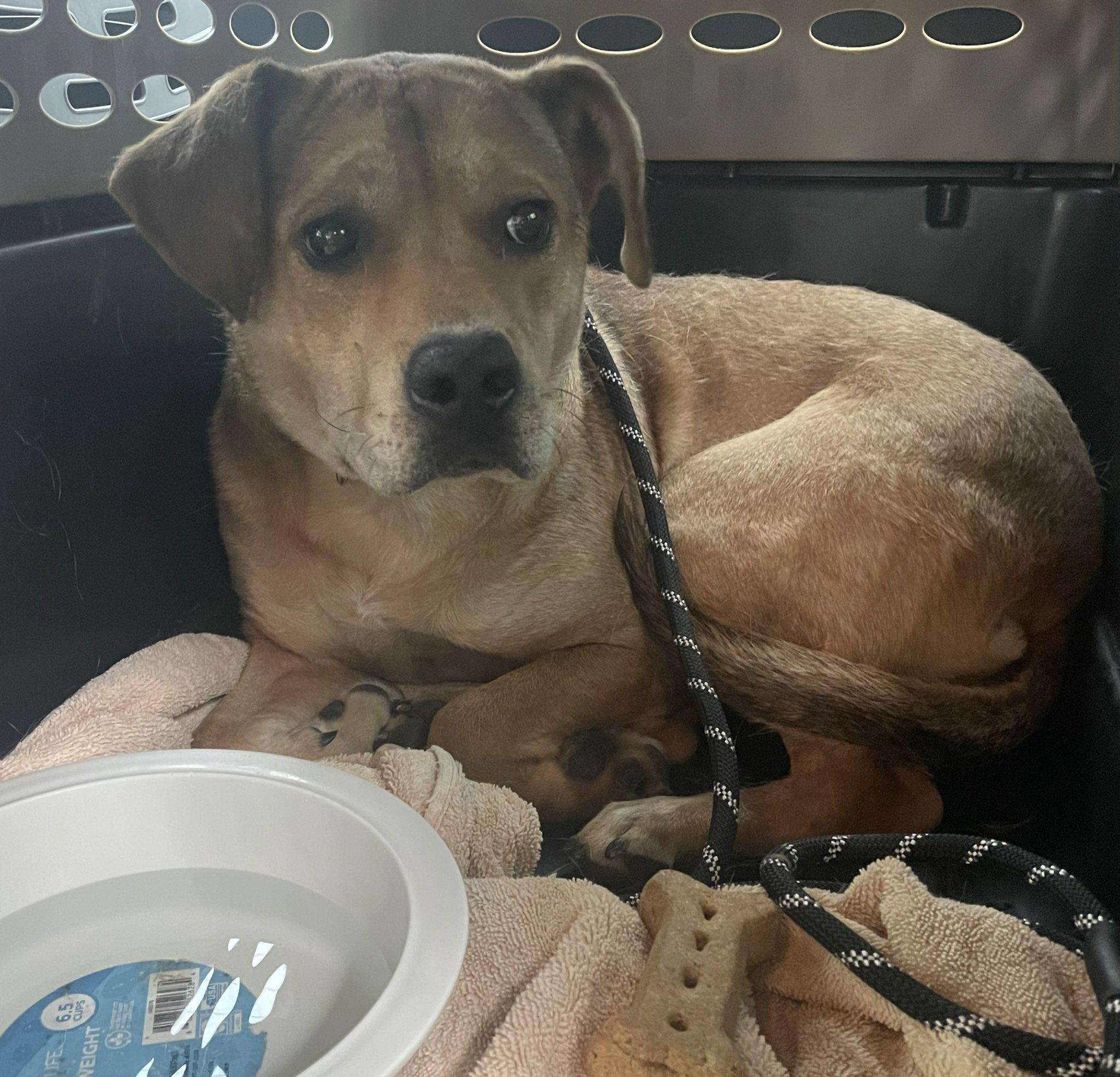 Hero Adopter Needed for Sunny!, a Adoptable mixed breed in ATLANTA, GA image 1/2