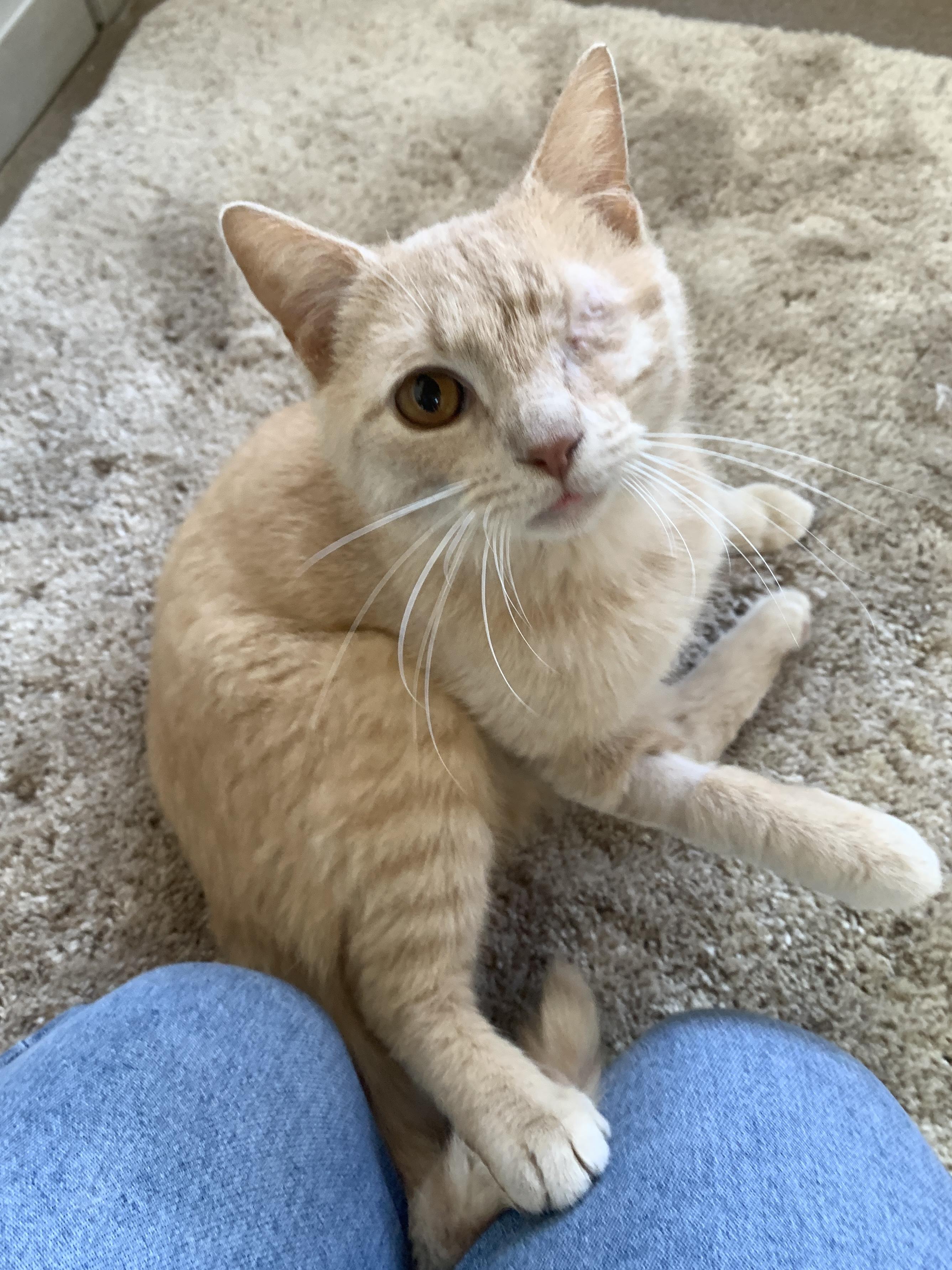 Enlarge Nacho, an adopted Domestic Short Hair in Winchester, VA image 3/5