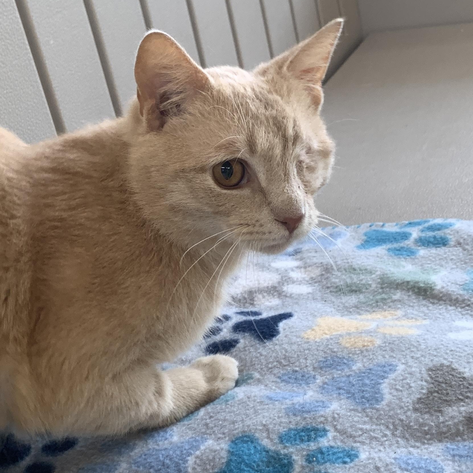 Enlarge Nacho, an adopted Domestic Short Hair in Winchester, VA image 2/5