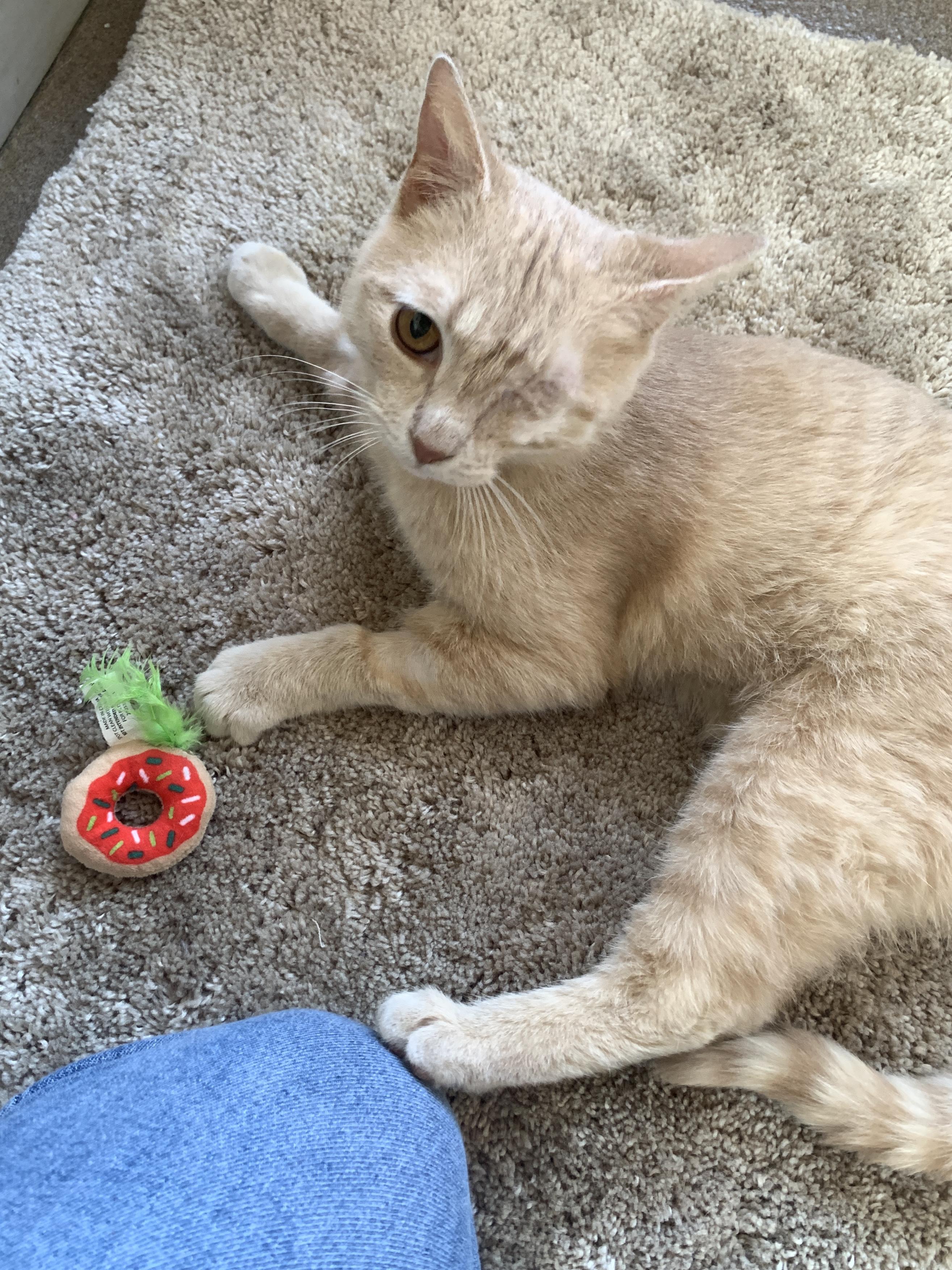 Enlarge Nacho, an adopted Domestic Short Hair in Winchester, VA image 5/5