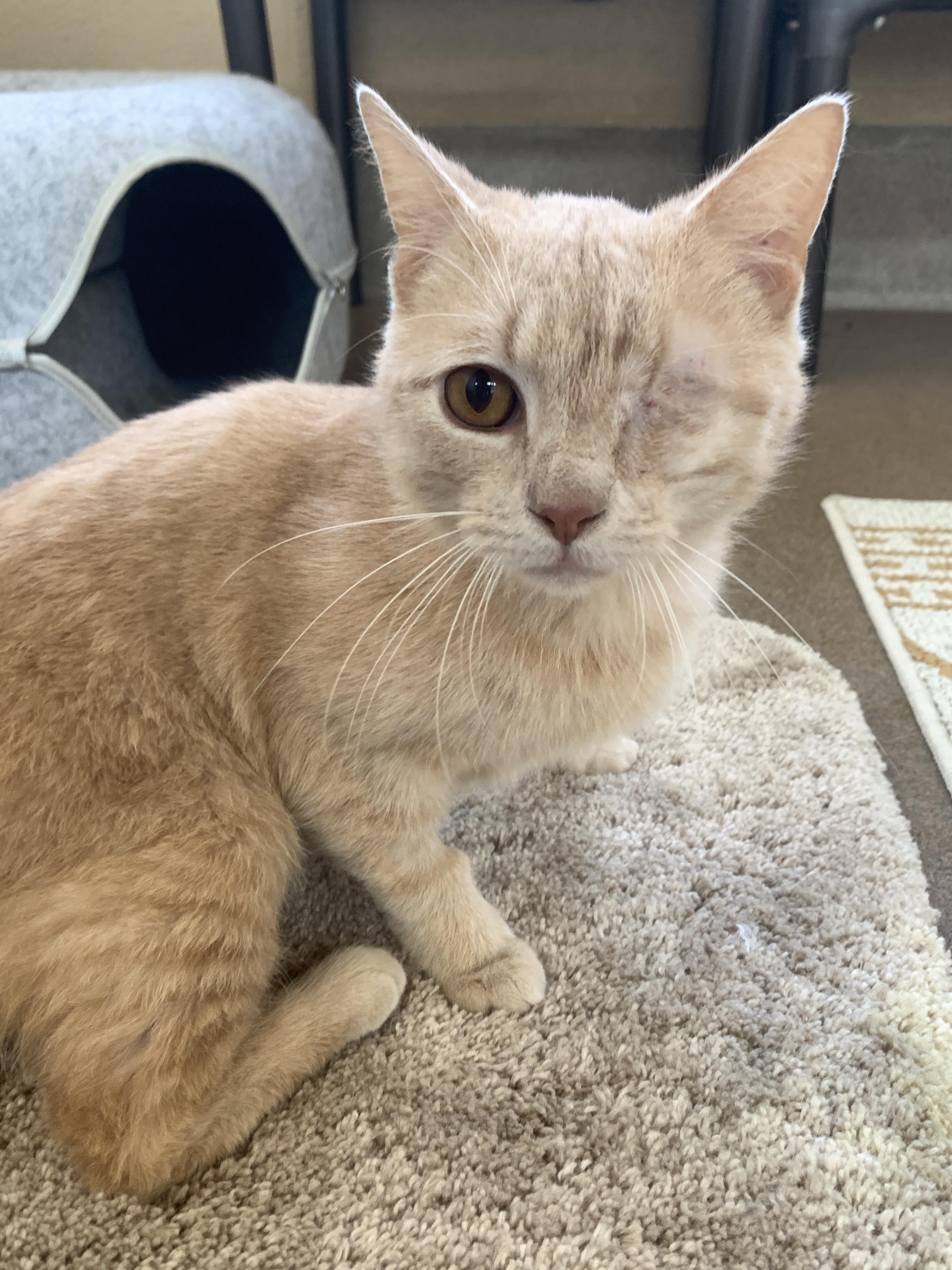 Enlarge Nacho, an adopted Domestic Short Hair in Winchester, VA image 4/5