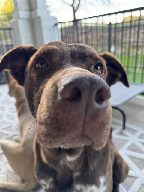 ROCKO, Adoptable, Young Male American Staffordshire Terrier.