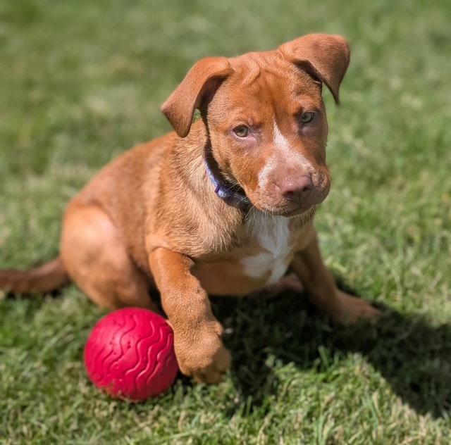 **PEACHES**, a Adoptable Labrador Retriever in North Prairie, WI image 1/3