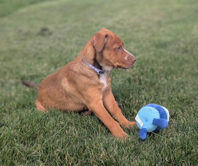 **PEACHES**, a Adoptable Labrador Retriever in North Prairie, WI image 2/3