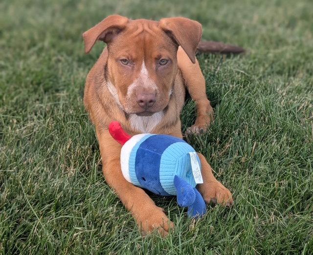 **PEACHES**, a Adoptable Labrador Retriever in North Prairie, WI image 3/3