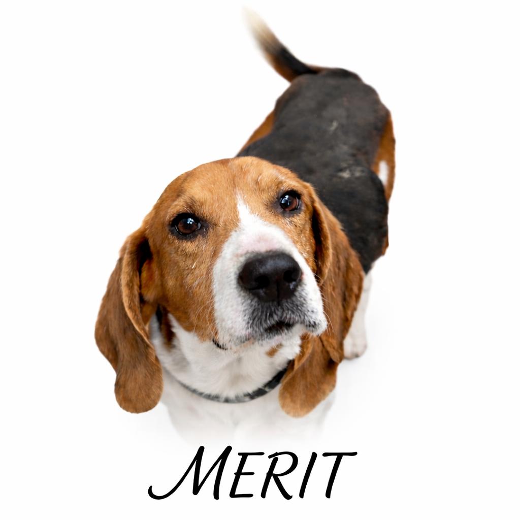 Merit, Adoptable, Adult Male Beagle.