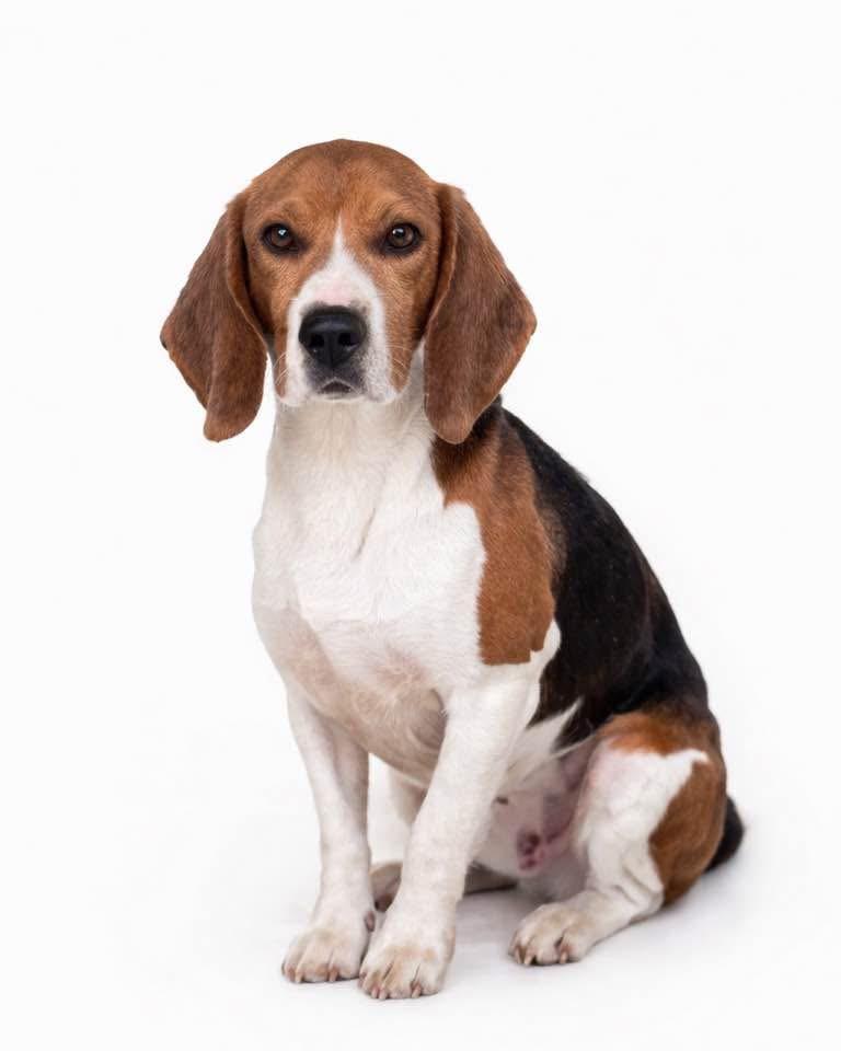 Enlarge Merit, a Adoptable Beagle in SYLVANIA, GA image 2/5