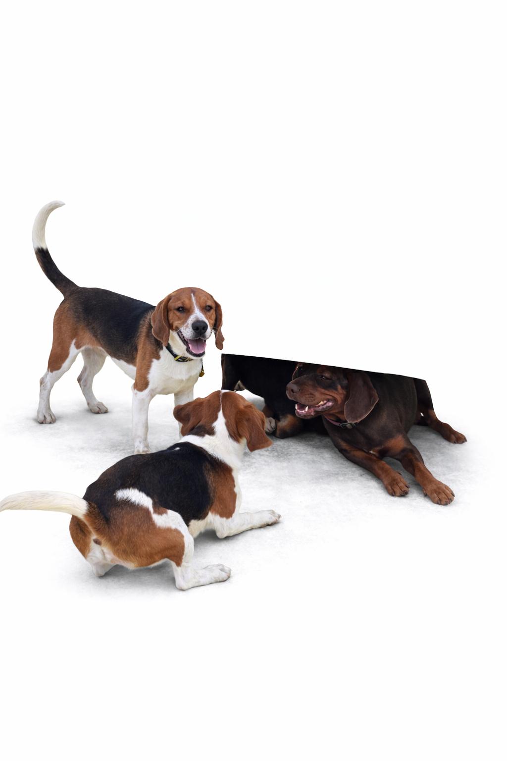 Enlarge Merit, a Adoptable Beagle in SYLVANIA, GA image 5/5