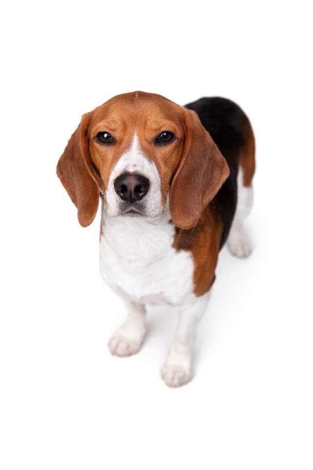 Enlarge Merit, a Adoptable Beagle in SYLVANIA, GA image 3/5