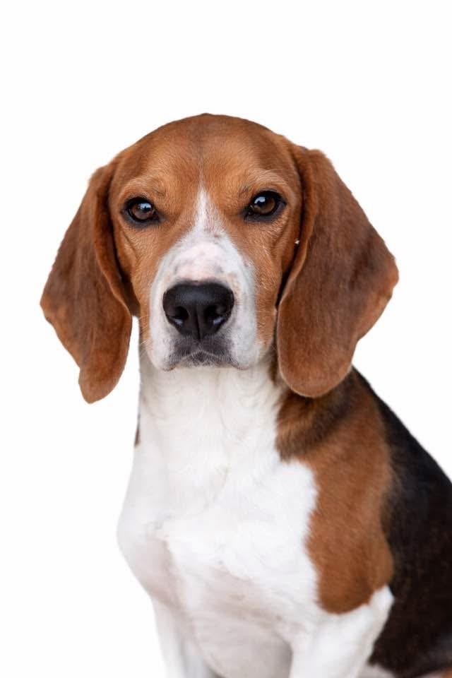 Enlarge Merit, a Adoptable Beagle in SYLVANIA, GA image 4/5