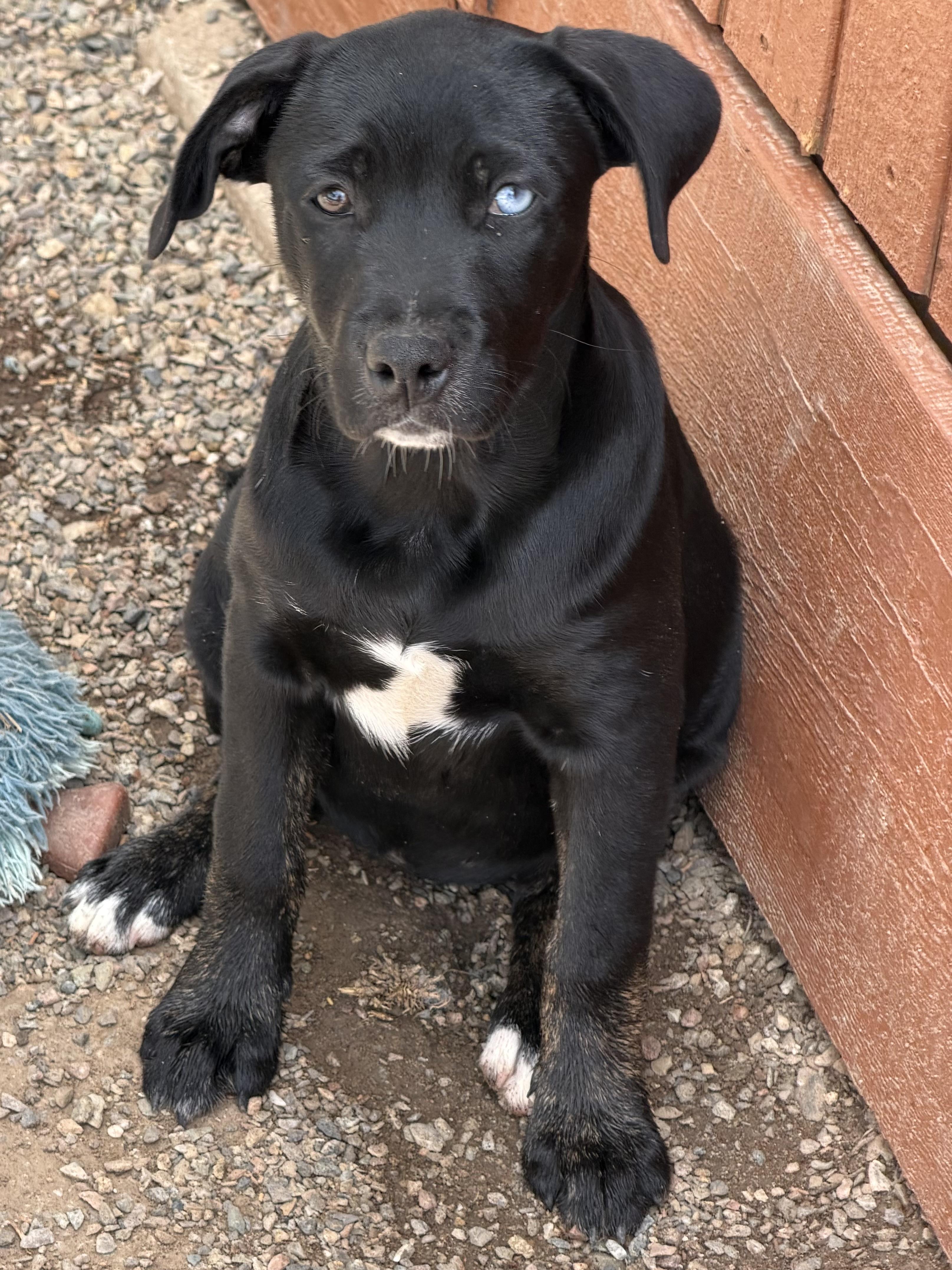 Lapis, Adoptable, Puppy Female Labrador Retriever & American Staffordshire Terrier.
