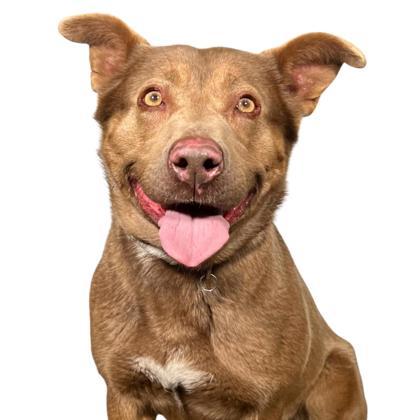 Coqueta, Adoptable, Adult Female Labrador Retriever & Mixed Breed.