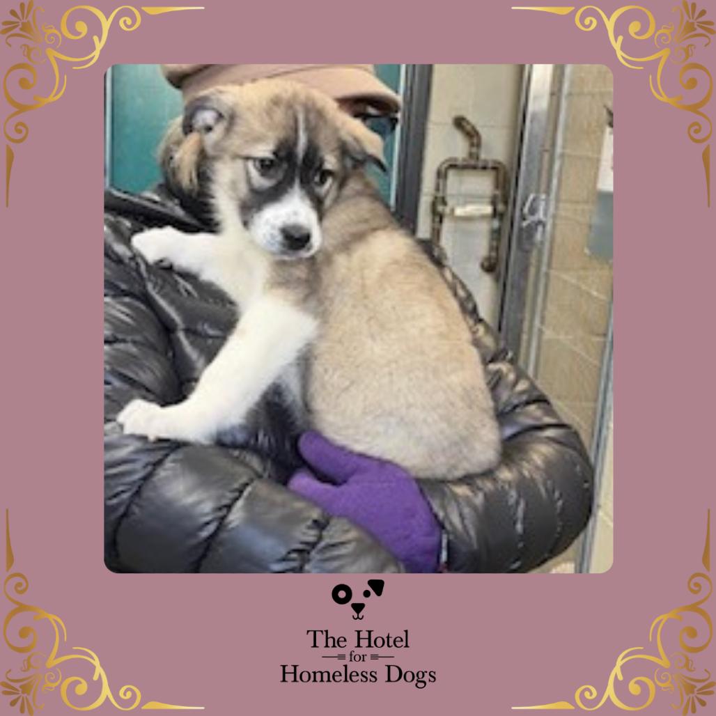 Stevie, adopted, Puppy Female Labrador Retriever & Great Pyrenees.