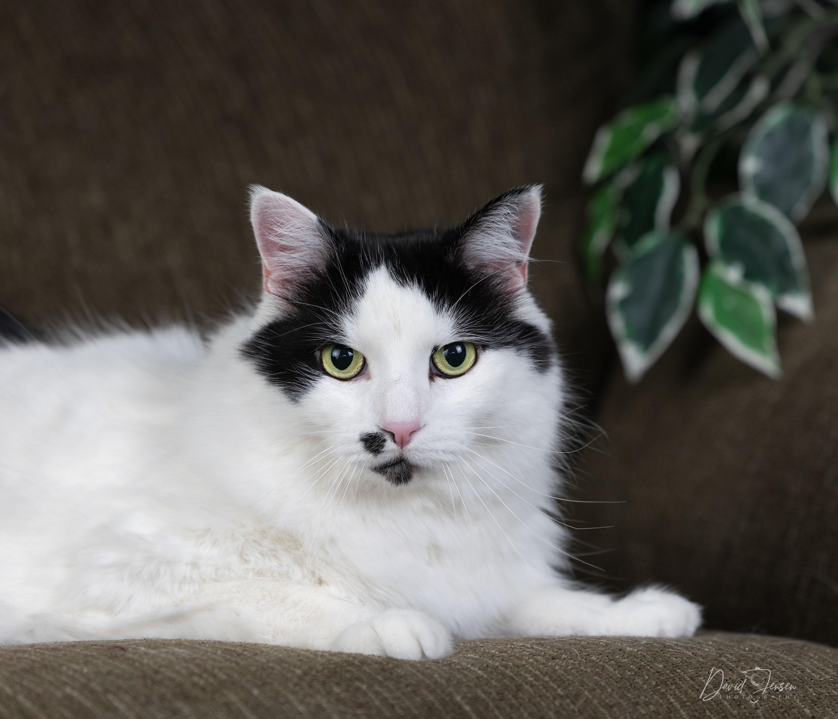Enlarge Dan, a ADOPTABLE Domestic Short Hair in Anchorage, AK image 1/1