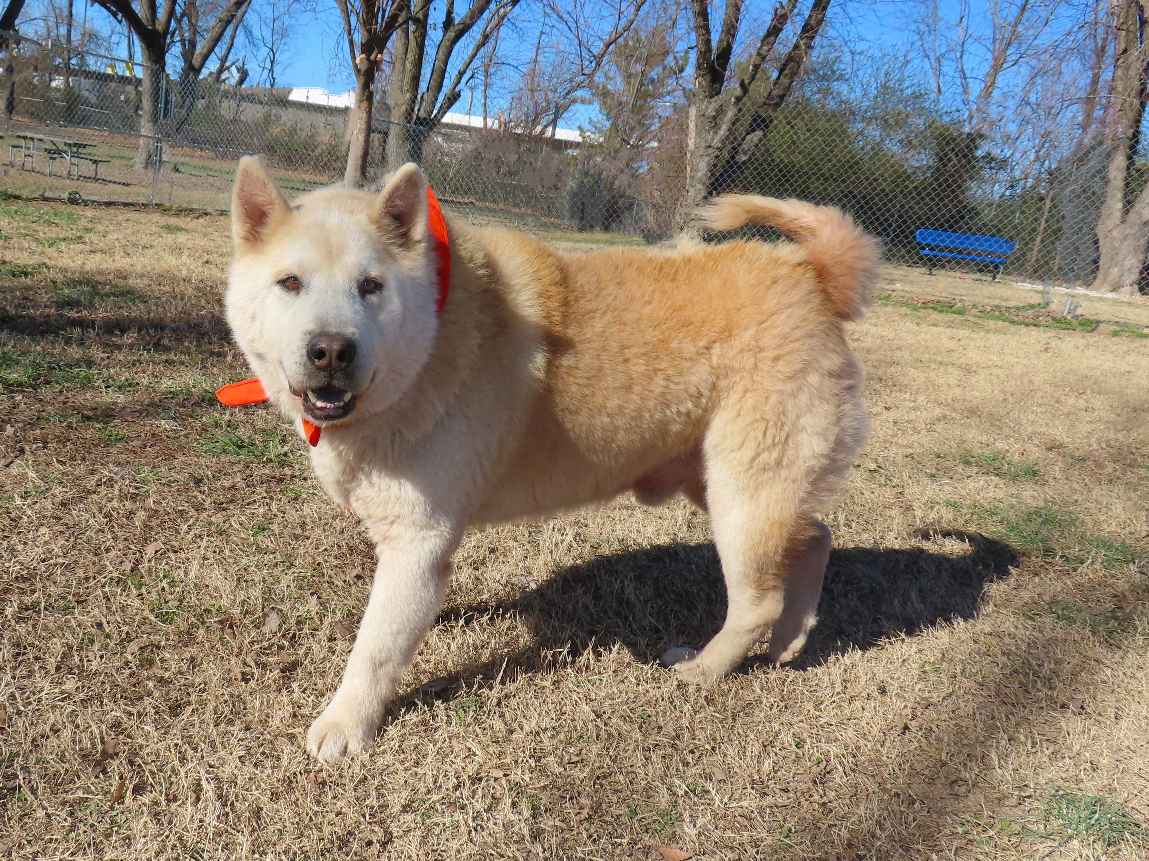 Enlarge Orville  26C-5A, a ADOPTABLE mixed breed in Rogers, AR image 2/5