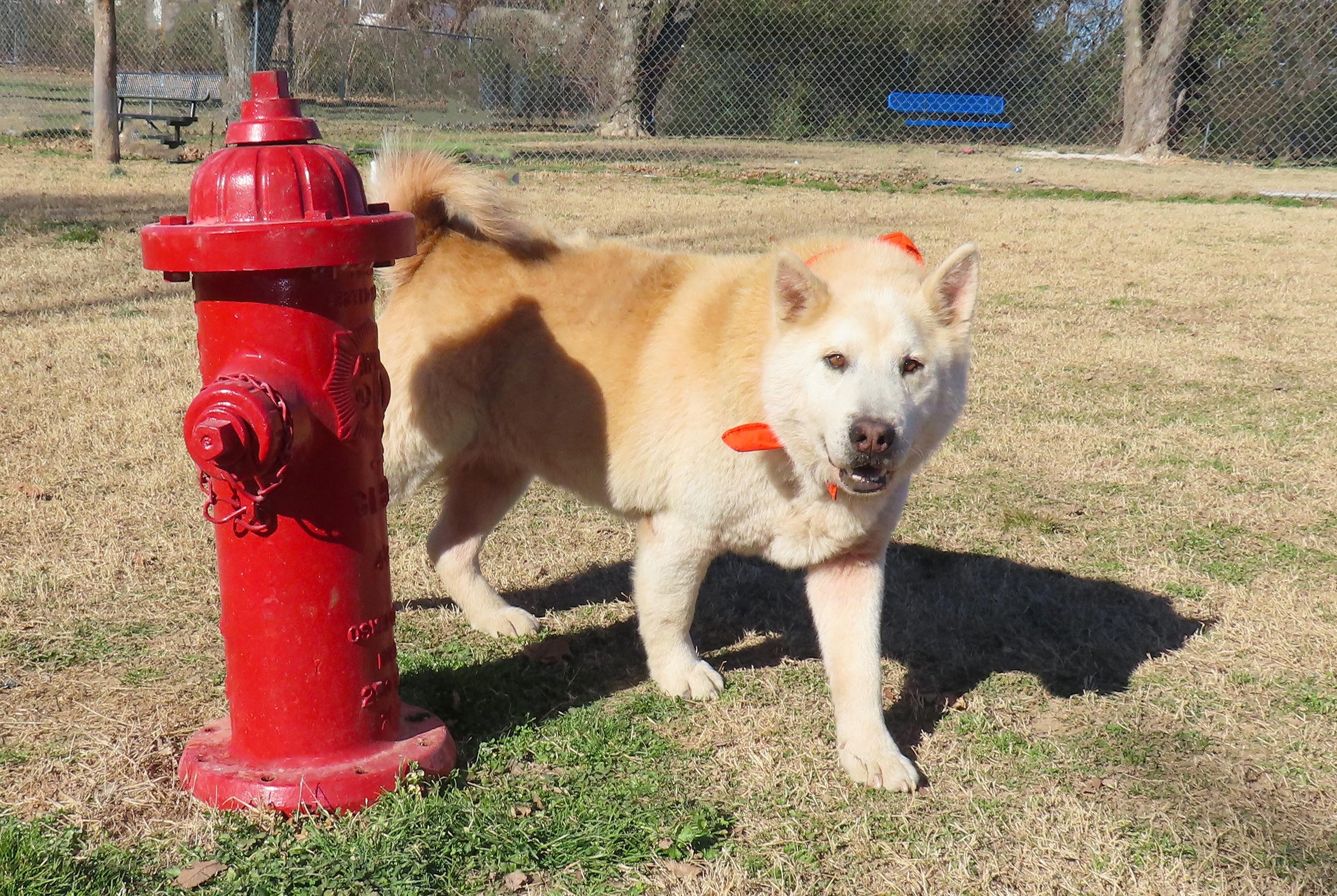 Enlarge Orville  26C-5A, a ADOPTABLE mixed breed in Rogers, AR image 4/5