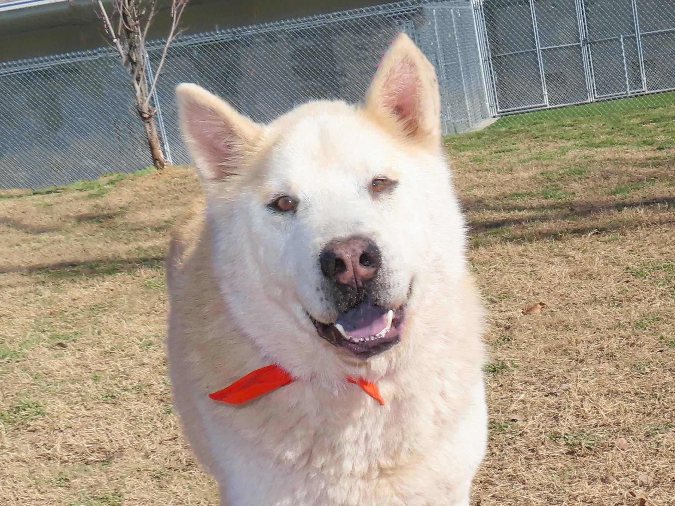 Enlarge Orville  26C-5A, a ADOPTABLE mixed breed in Rogers, AR image 1/5