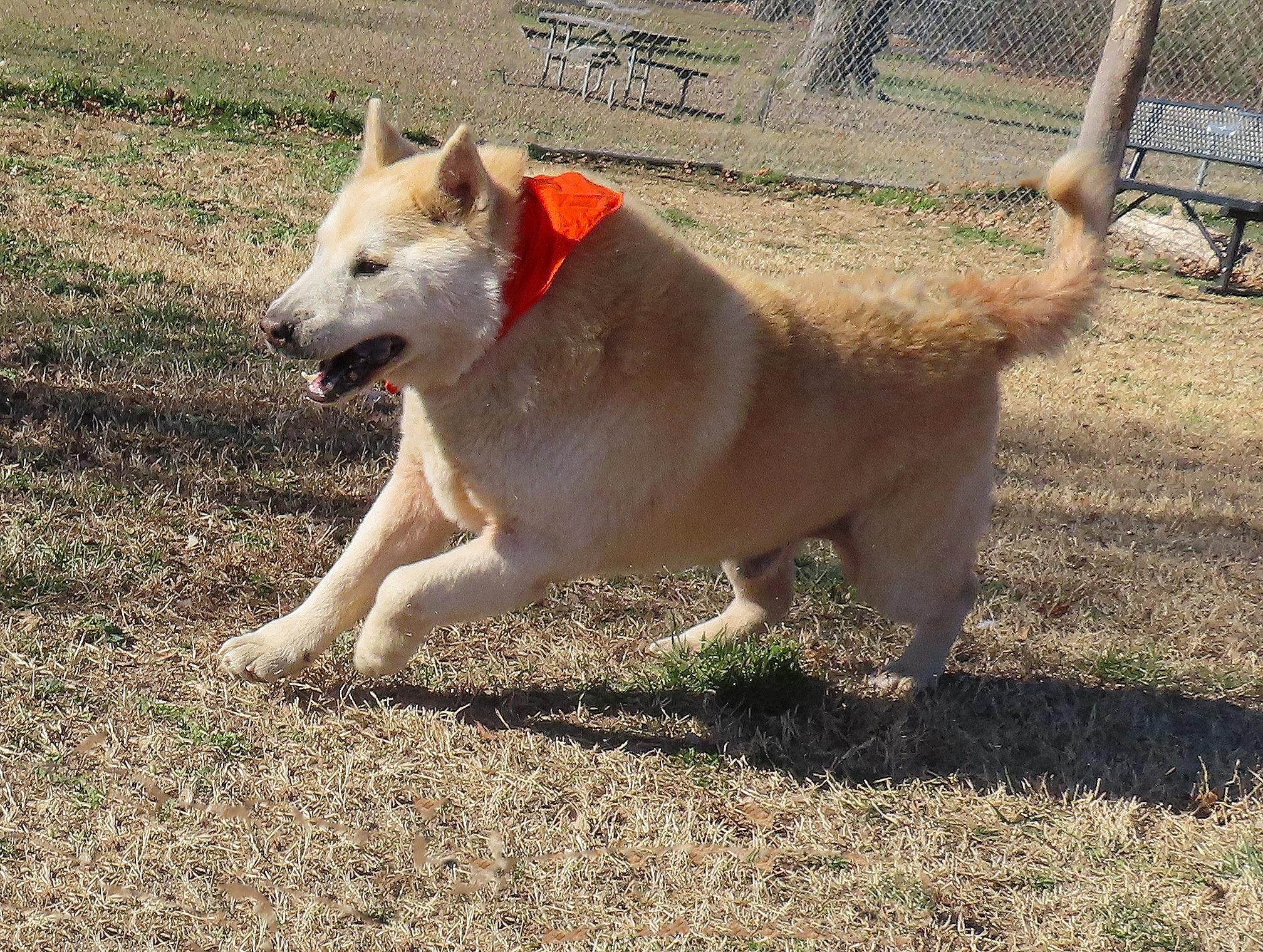 Enlarge Orville  26C-5A, a ADOPTABLE mixed breed in Rogers, AR image 3/5
