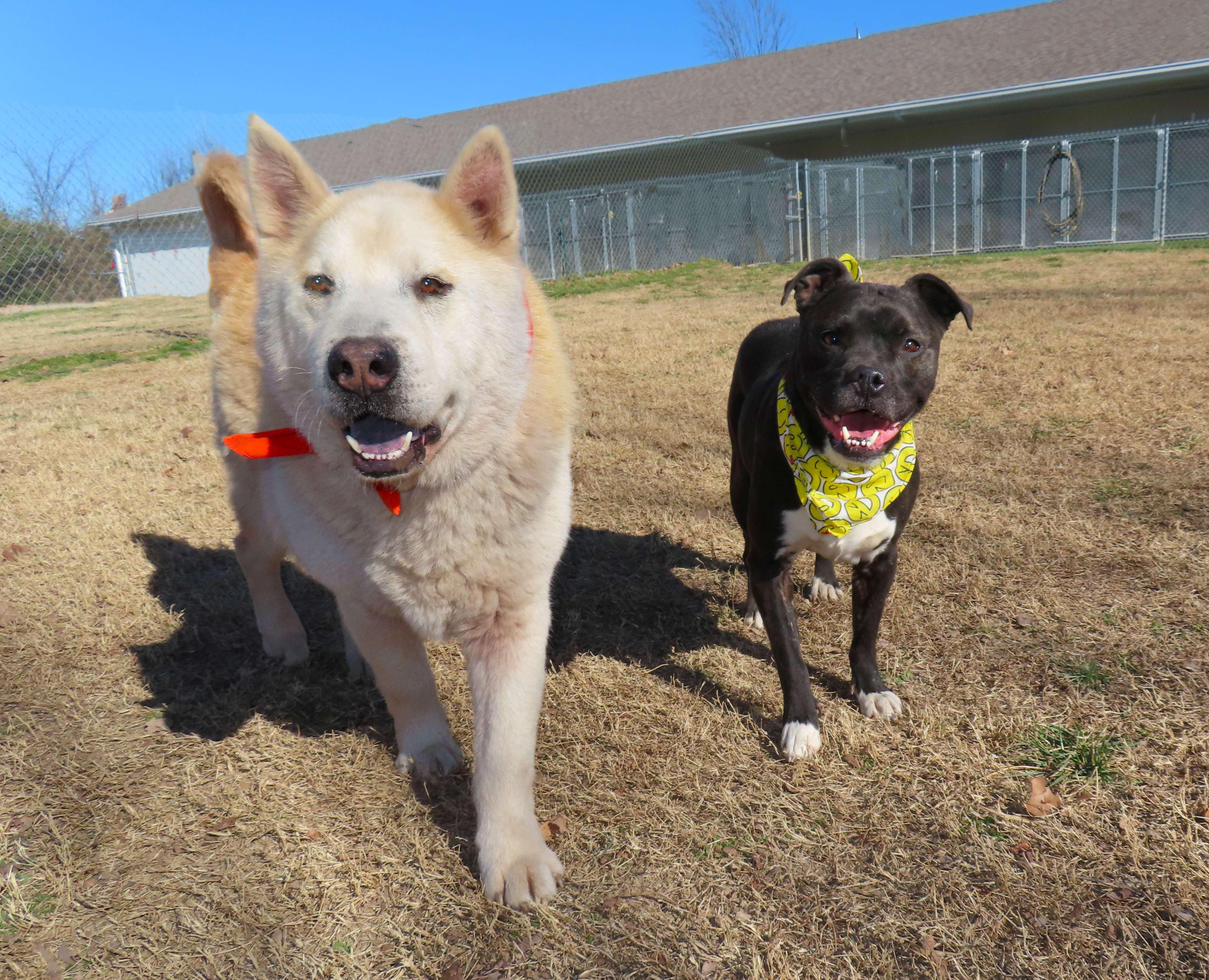 Enlarge Orville  26C-5A, a ADOPTABLE mixed breed in Rogers, AR image 5/5