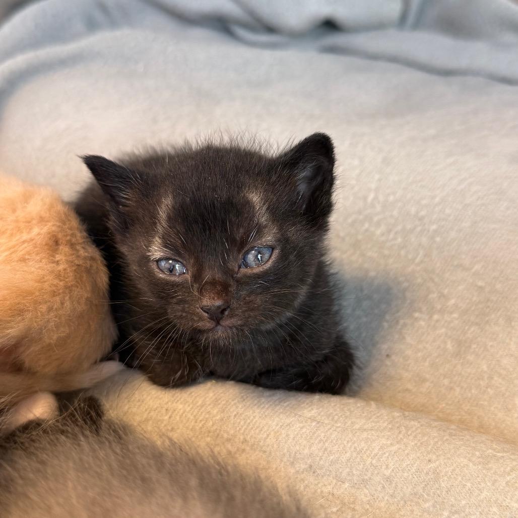 Harley, Adoptable, Kitten Male Domestic Medium Hair & Domestic Medium Hair.