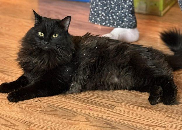 Amos, Adoptable, Adult Male Domestic Long Hair.