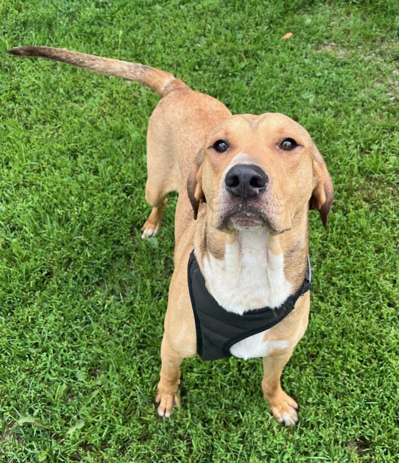 Calvin, a Adoptable mixed breed in Neillsville, WI image 3/4