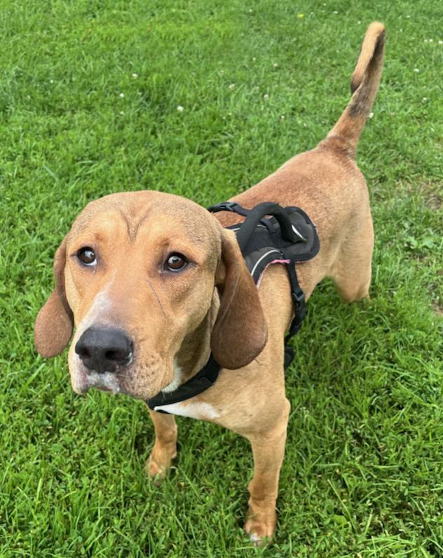 Calvin, Adoptable, Young Male Hound & Labrador Retriever.