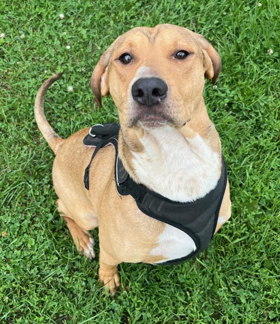 Calvin, a Adoptable mixed breed in Neillsville, WI image 2/4