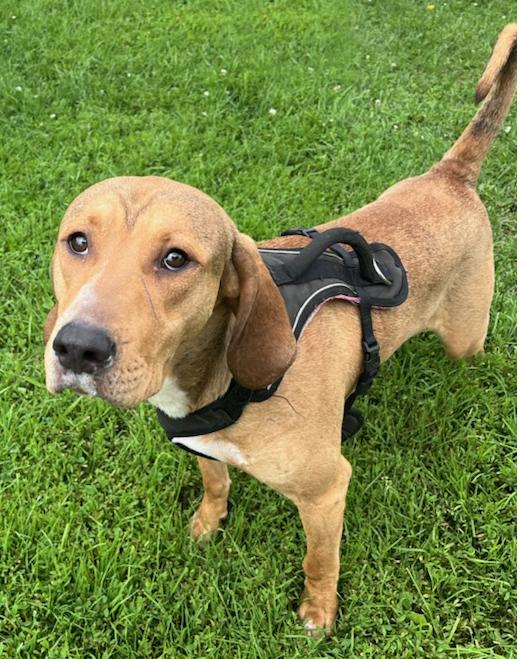 Calvin, a Adoptable mixed breed in Neillsville, WI image 4/4